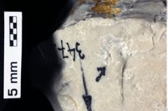 Foto (Detailansicht) von Ambulocapsa altilis (Robins et al., 2013) (NHMW-GEO-1990-0041-0347)